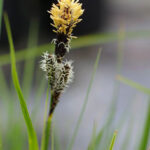 Carex nudata - torrent sedge