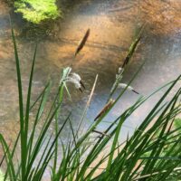 Carex obnupta