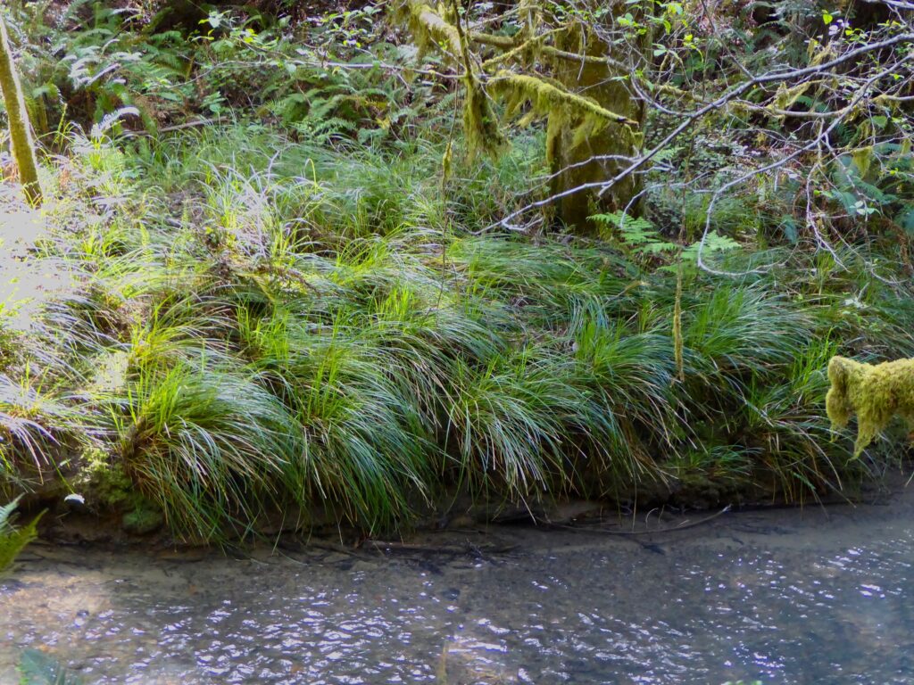 Carex obnupta - slough sedge