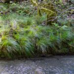 Carex obnupta - slough sedge