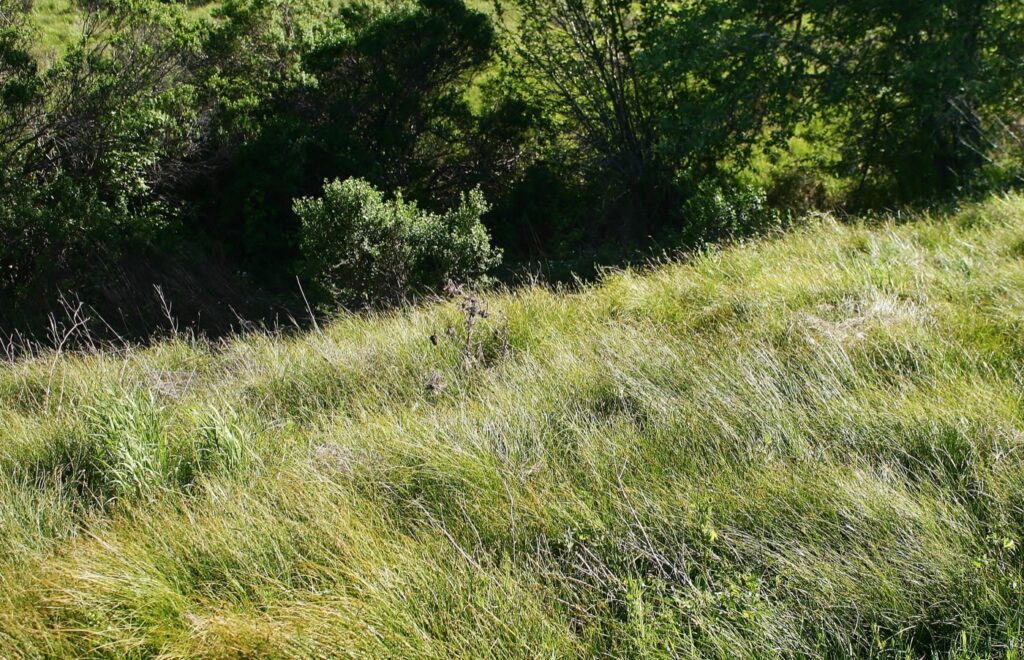 Carex praegracilis - field sedge, clustered field sedge