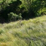 Carex praegracilis - field sedge, clustered field sedge