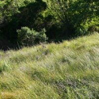 Carex praegracilis