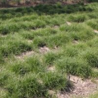 Carex pansa