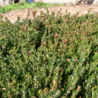 Arctostaphylos edmundsii ‘Carmel Sur’