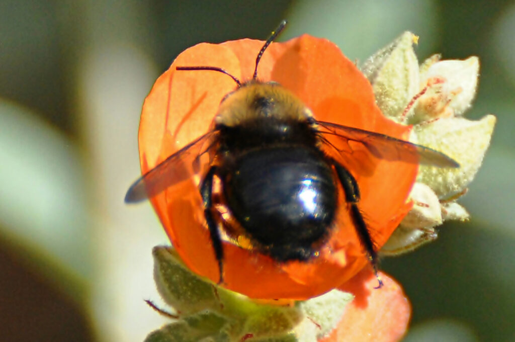 Sphaeralcea ambigua - apricot mallow