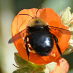 Sphaeralcea ambigua - apricot mallow
