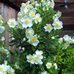 Carpenteria californica 'Elizabeth' - California bush anemone
