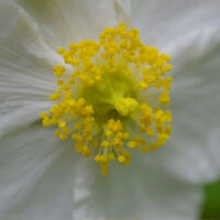 Carpenteria californica ‘Elizabeth’