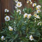 Carpenteria californica - bush anemone