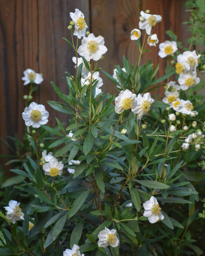 Carpenteria californica - bush anemone