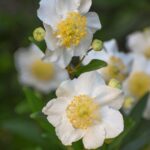 Carpenteria californica - bush anemone