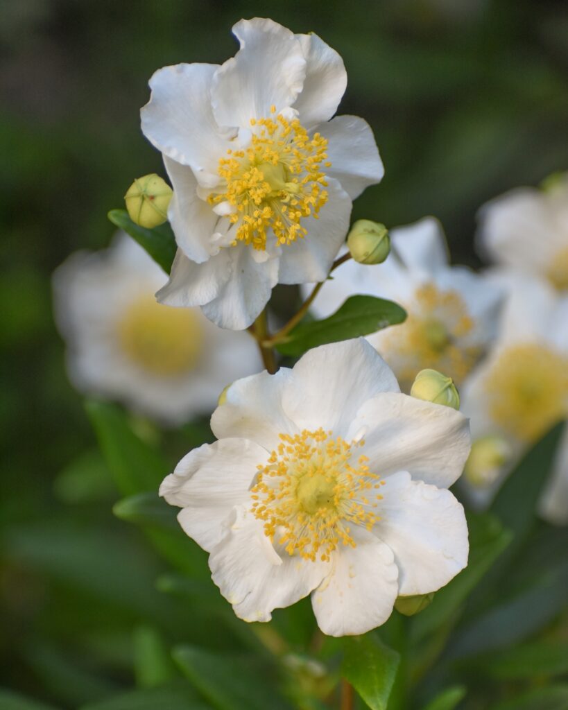 Carpenteria californica - bush anemone