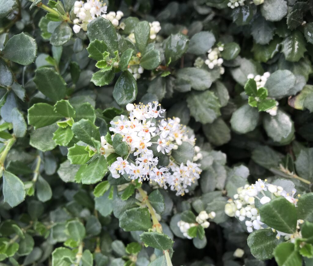 Ceanothus maritimus 'Popcorn' - Santa Barbara ceanothus