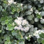 Ceanothus maritimus 'Popcorn' - Santa Barbara ceanothus