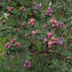 Ceanothus 'Julia Phelps' - California lilac