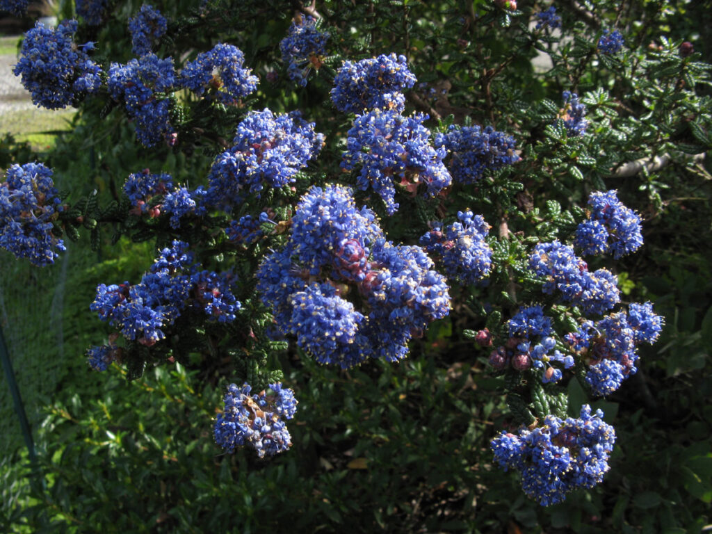 Ceanothus 'Julia Phelps' - California lilac