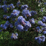 Ceanothus 'Julia Phelps' - California lilac