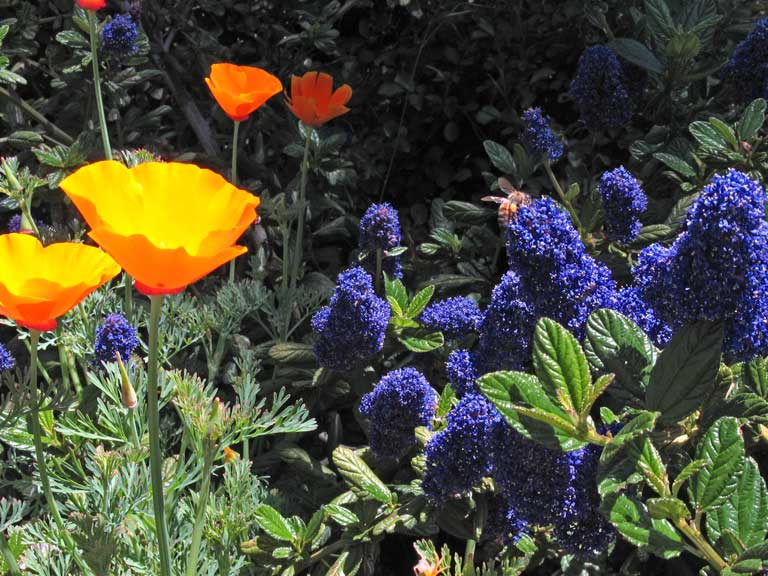 Ceanothus griseus 'Kurt Zadnik' - Carmel ceanothus