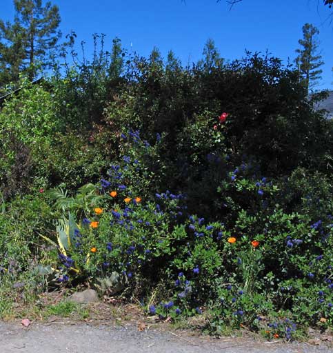 Ceanothus griseus 'Kurt Zadnik' - Carmel ceanothus