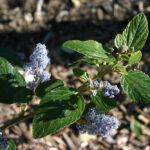 Ceanothus arboreus 'Cliff Schmidt' - island ceanothus