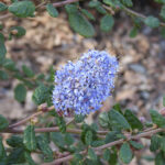 Ceanothus 'Celestial Blue' - California lilac