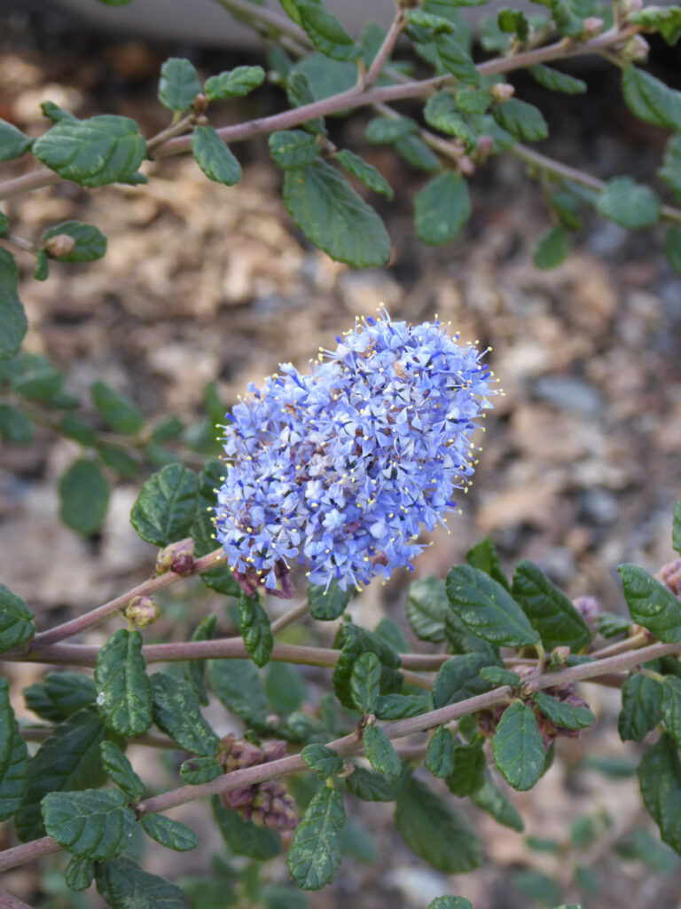 Ceanothus 'Celestial Blue' - California lilac