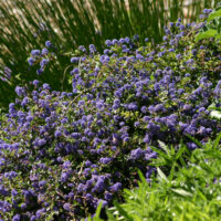 Ceanothus ‘Centennial’