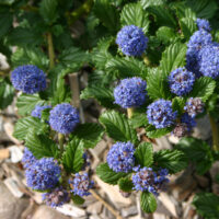 Ceanothus ‘Coronado’