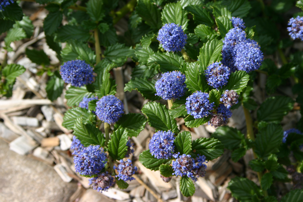 Ceanothus 'Coronado' - California lilac