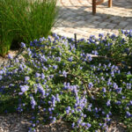 Ceanothus 'Coronado' - California lilac