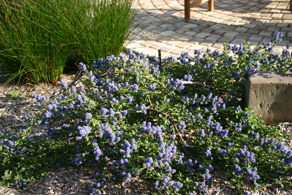 Ceanothus 'Coronado' - California lilac