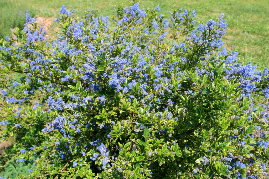 Ceanothus thyrsiflorus 'El Dorado' - variegated blue blossom