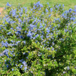 Ceanothus thyrsiflorus 'El Dorado' - variegated blue blossom