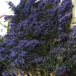 Ceanothus 'Julia Phelps' - California lilac