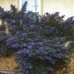Ceanothus 'Julia Phelps' - California lilac