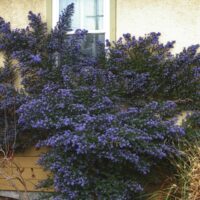 Ceanothus ‘Julia Phelps’