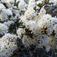 Ceanothus rigidus ‘Snowball’