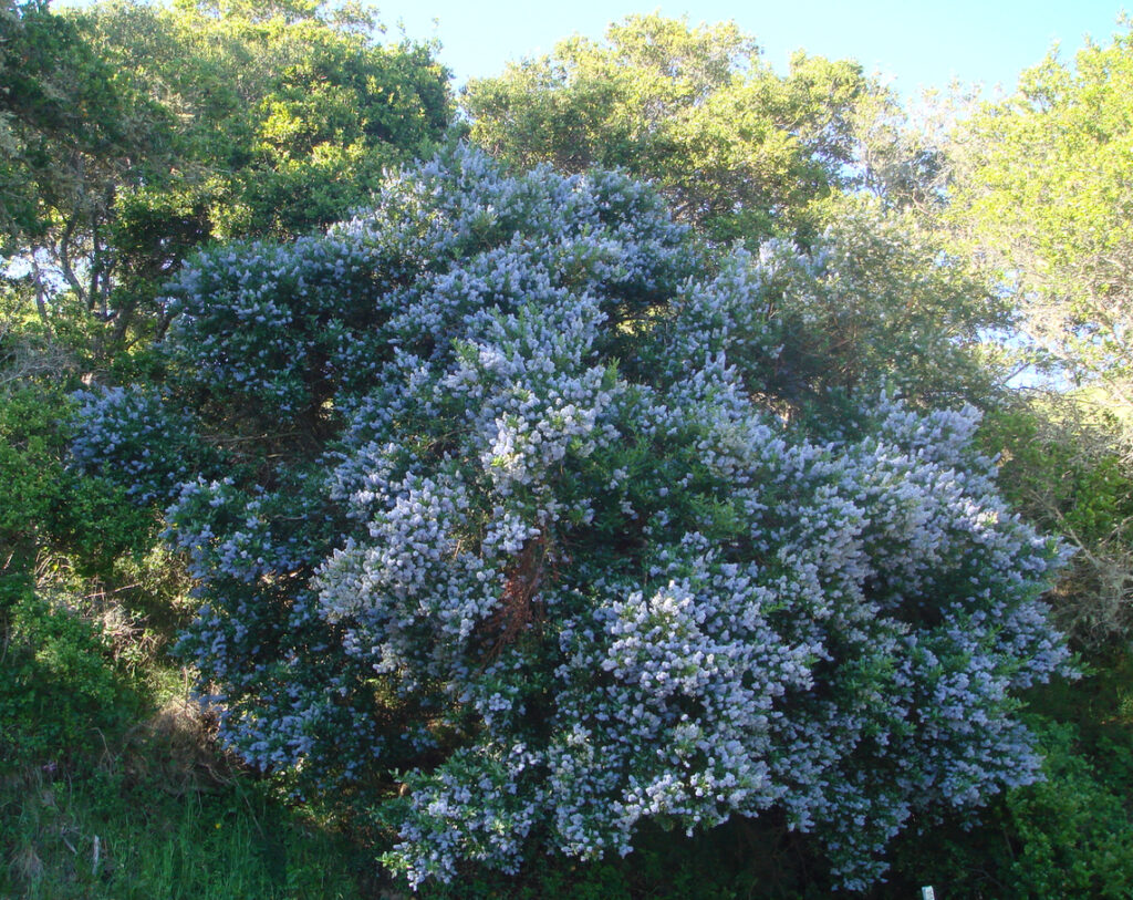 Ceanothus thyrsiflorus - blue blossom