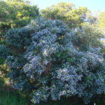 Ceanothus thyrsiflorus - blue blossom