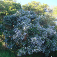 Ceanothus thyrsiflorus