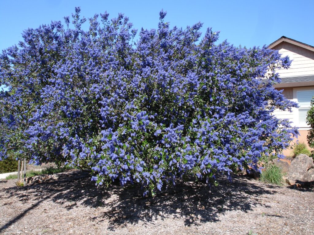 Ceanothus 'Better Than Ray Hartman' - California lilac