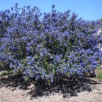 Ceanothus 'Better Than Ray Hartman' - California lilac