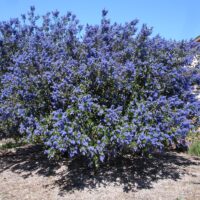 Ceanothus ‘Better Than Ray Hartman’