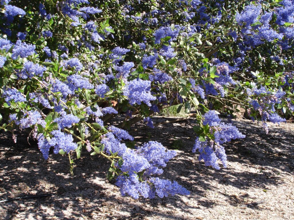 Ceanothus 'Better Than Ray Hartman' - California lilac