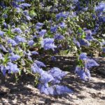 Ceanothus 'Better Than Ray Hartman' - California lilac