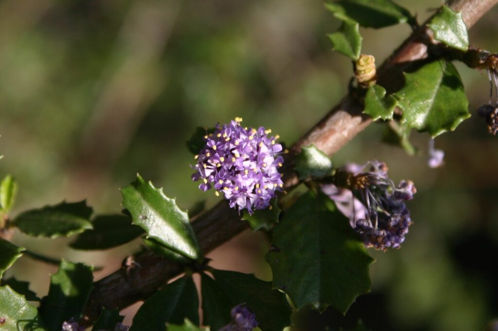 Ceanothus 'Blue Jeans' - California lilac