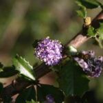 Ceanothus 'Blue Jeans' - California lilac
