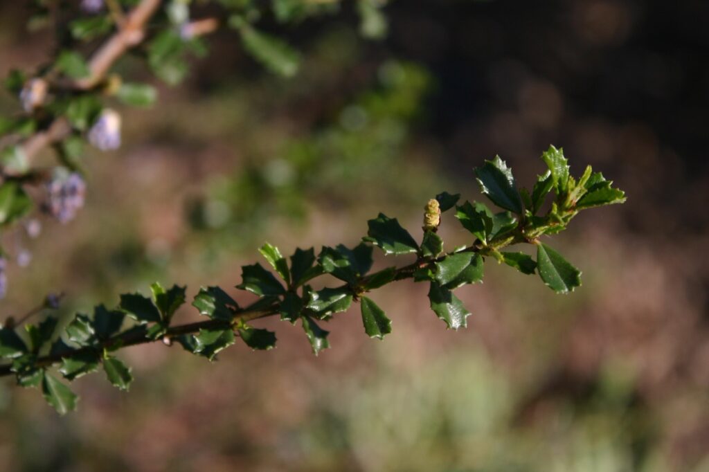 Ceanothus 'Blue Jeans' - California lilac
