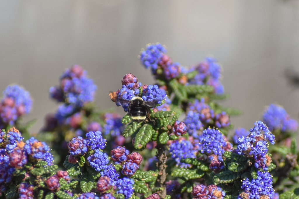 Ceanothus 'Dark Star' - California lilac